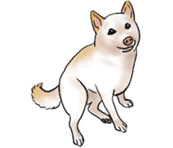 Black-Shiba and White Shiba Dog Sticker sticker #4246250
