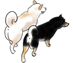 Black-Shiba and White Shiba Dog Sticker sticker #4246252