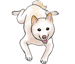 Black-Shiba and White Shiba Dog Sticker sticker #4246260
