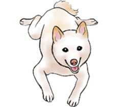 Black-Shiba and White Shiba Dog Sticker sticker #4246260
