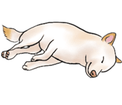 Black-Shiba and White Shiba Dog Sticker sticker #4246264