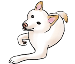 Black-Shiba and White Shiba Dog Sticker sticker #4246266
