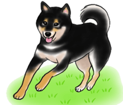 Black-Shiba and White Shiba Dog Sticker sticker #4246267