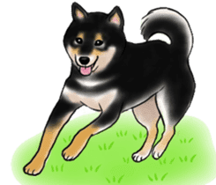 Black-Shiba and White Shiba Dog Sticker sticker #4246267