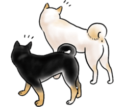 Black-Shiba and White Shiba Dog Sticker sticker #4246276