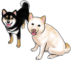 Black-Shiba and White Shiba Dog Sticker sticker #4246277