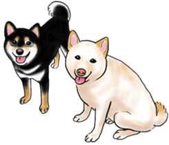 Black-Shiba and White Shiba Dog Sticker sticker #4246277