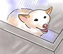 Black-Shiba and White Shiba Dog Sticker sticker #4246278