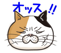 Cat Looks 4 -ugly cat sticker- sticker #4247600