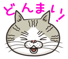 Cat Looks 4 -ugly cat sticker- sticker #4247633