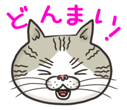 Cat Looks 4 -ugly cat sticker- sticker #4247633