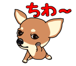 Chihuahua's happy sticker sticker #4249080