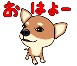 Chihuahua's happy sticker sticker #4249081