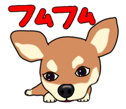 Chihuahua's happy sticker sticker #4249094
