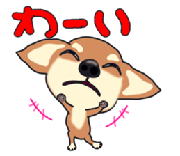 Chihuahua's happy sticker sticker #4249104
