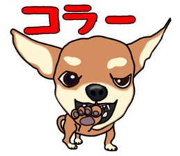Chihuahua's happy sticker sticker #4249105