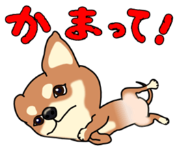 Chihuahua's happy sticker sticker #4249112