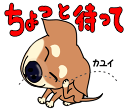 Chihuahua's happy sticker sticker #4249115