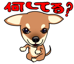 Chihuahua's happy sticker sticker #4249119