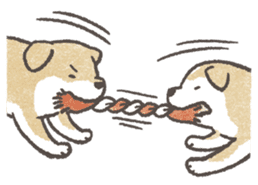 Shiba-Puppy! sticker #4256574