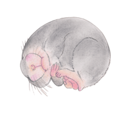 Fancy Hamster sticker #4265757