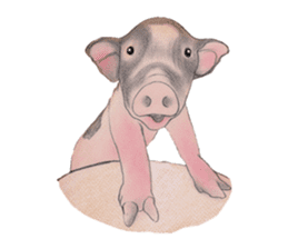 Fancy Pigs sticker #4267221