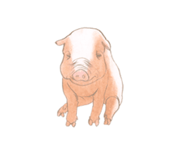 Fancy Pigs sticker #4267237