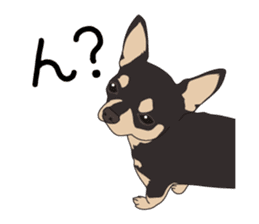 Chihuahua of COCO and LOUIS sticker #4284856