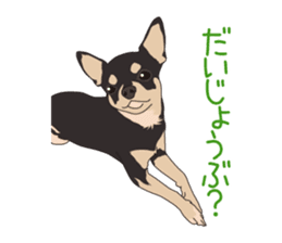 Chihuahua of COCO and LOUIS sticker #4284857