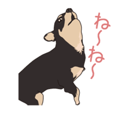 Chihuahua of COCO and LOUIS sticker #4284858