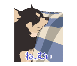 Chihuahua of COCO and LOUIS sticker #4284861