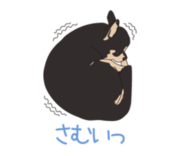 Chihuahua of COCO and LOUIS sticker #4284865