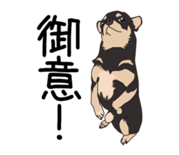 Chihuahua of COCO and LOUIS sticker #4284867