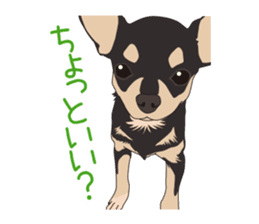 Chihuahua of COCO and LOUIS sticker #4284868