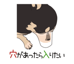 Chihuahua of COCO and LOUIS sticker #4284869