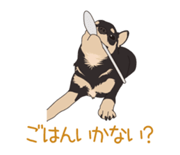 Chihuahua of COCO and LOUIS sticker #4284870