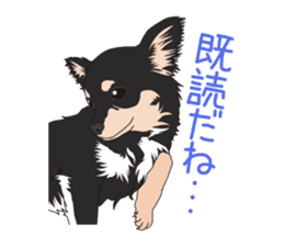 Chihuahua of COCO and LOUIS sticker #4284874