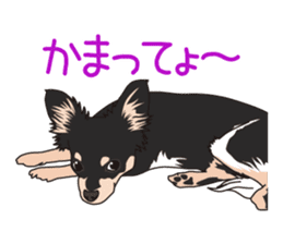 Chihuahua of COCO and LOUIS sticker #4284876