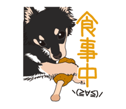 Chihuahua of COCO and LOUIS sticker #4284877