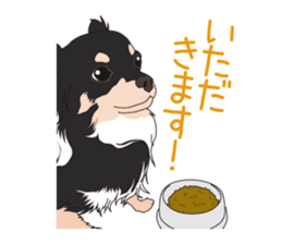 Chihuahua of COCO and LOUIS sticker #4284878