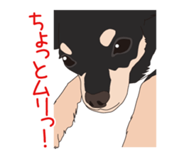 Chihuahua of COCO and LOUIS sticker #4284879