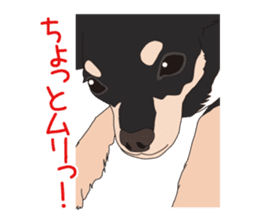 Chihuahua of COCO and LOUIS sticker #4284879