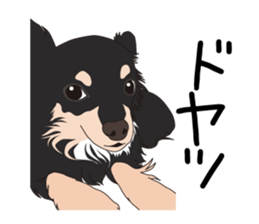 Chihuahua of COCO and LOUIS sticker #4284881