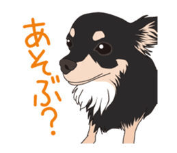 Chihuahua of COCO and LOUIS sticker #4284882