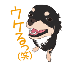 Chihuahua of COCO and LOUIS sticker #4284883