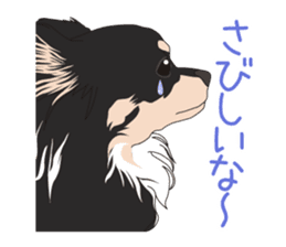 Chihuahua of COCO and LOUIS sticker #4284884