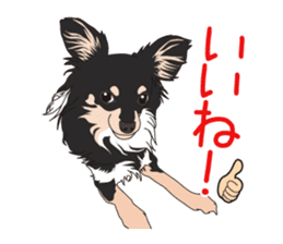 Chihuahua of COCO and LOUIS sticker #4284885