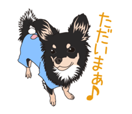 Chihuahua of COCO and LOUIS sticker #4284886