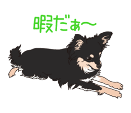 Chihuahua of COCO and LOUIS sticker #4284888