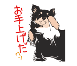 Chihuahua of COCO and LOUIS sticker #4284889